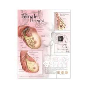 The Female Breast Anatomical Chart  Industrial 