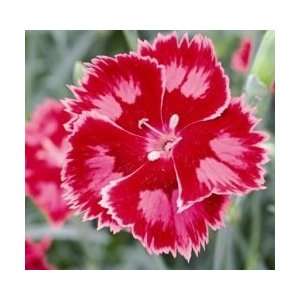  Strawberry Sorbet Carnation (Dianthus) Seed Pack Patio 