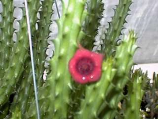 HUERNIA COLLECTION ~3 STARFISH PLANTS~ SUCCULENT CACTI  