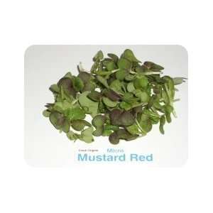 Micro Greens   Red Mustard   4 x 8 oz Grocery & Gourmet Food