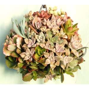  Succulent Kissing Ball   4 Round Sphagnum Moss Sphere 
