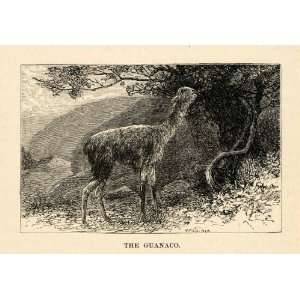  1888 Wood Engraving Guanaco Camelid Llama Scenery South 