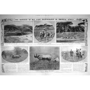  1909 AFRICA ZEBRA DUGMORE RHINOCEROS COKE HARTEBEEST