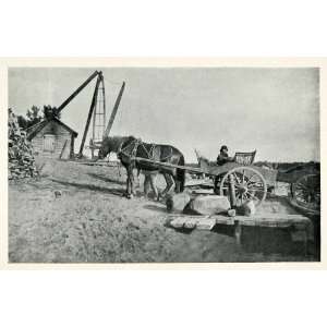  1903 Print Tolonen Finland Horse Wagon Firewood Transportation 