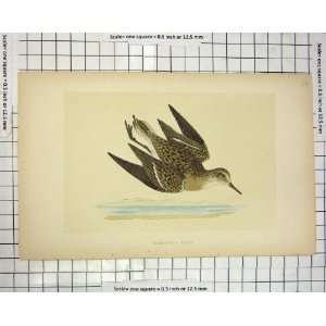    Colour Morris 1851 Bird Ornithology Temminck Stint