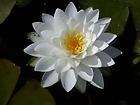 Lily Like, Flowering Plants items in pond plants 