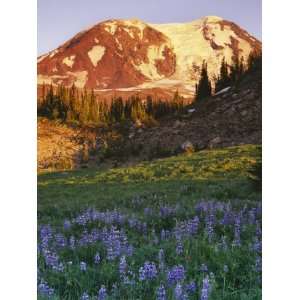  Mt. Adams at sunset, Mt. Adams Wildernes, Gifford Pinchot 