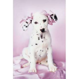 Rachael Hale Daysha POSTER Dog CUTE Puppy Dalmation Pet  