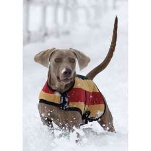  Rambo Newmarket Dog Blankets   Xxl   Witney Brown Pet 