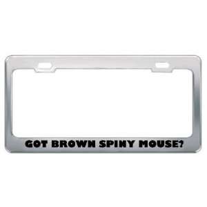Got Brown Spiny Mouse? Animals Pets Metal License Plate Frame Holder 