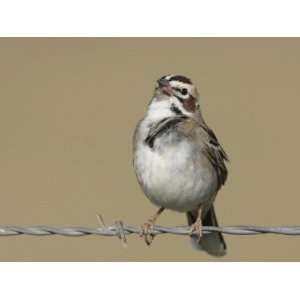 Lark Sparrow Singing, Chondestes Grammacus, Texas, USA Photographic 