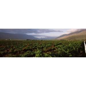  Vineyard with Mountain Range, Hex River Valley, South 