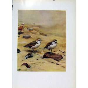  Kentish Plover Old Print Fine Art Color Birds C1957