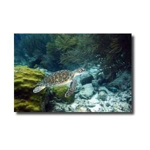  Endangered Green Sea Turtle Iii Chelonia Mydas Bonaire 