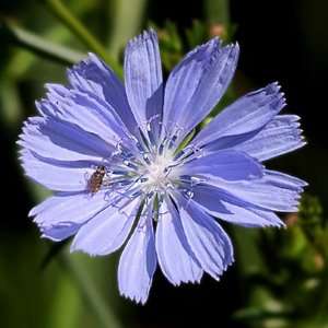  Chicory Seeds Patio, Lawn & Garden