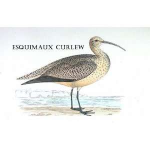 Birds Esquimaux Curlew Sheet of 21 Personalised Glossy Stickers or 