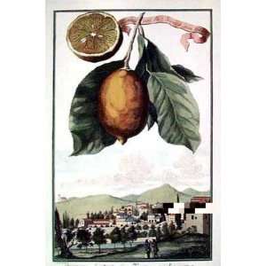  Lemon of Scorza by Johann Christof Volckamer. Best Quality 