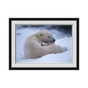  Polar Bear Snuggles With Cubs Manitoba Canada Framed 