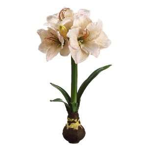  18 Standing Amaryllis w/Bulb Pink Blush (Pack of 4)