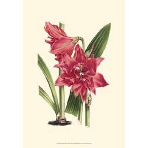  Amaryllis Blooms III by Unknown 13x19