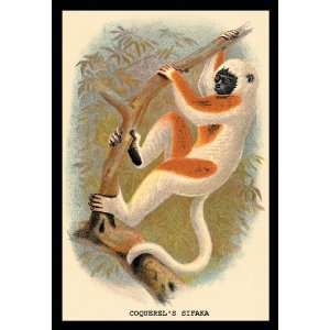  Coquerels Sifaka 12x18 Canvas