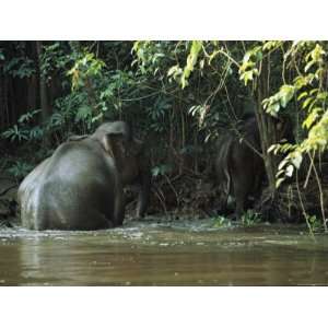  Two Borneo Asian Elephants Emerge from a River and Enter a 