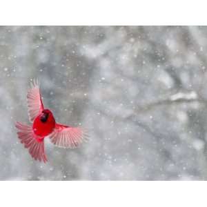  Male Cardinal With Wings Spread, Indianapolis, Indiana 