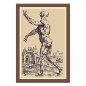   Muscles Giclee Poster Print by Andreas Vesalius, 12x16