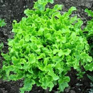  350 Seeds, Endive Salad King (Chicorium endiva) Seeds By 