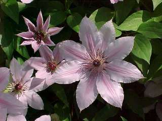 Nelly Moser Clematis Vine   Perennial   Pink Blooms   Potted  