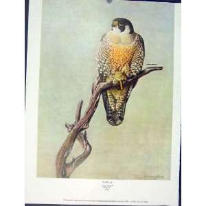   Color Old Print Birds Duck Hawk Adult Fine Art C1939