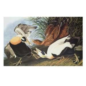  Eider Duck Giclee Poster Print by John James Audubon 