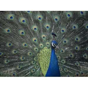  Male Peacock Courtship Display, Pavo Cristatus 