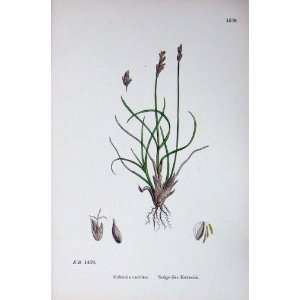  Sedge Like Kobresia Botany Plants C1902 Caricina Colour 