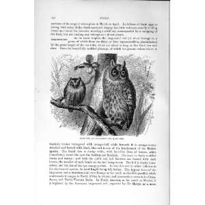  NATURAL HISTORY 1895 SCOPS OWL LONG EARED BIRDS PREY