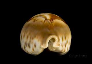 Cypraea fultoni 67.7mm PRECIOUS Hard to Get MAGNIFICENT Mozambique 