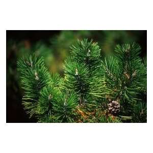  Fragrance Oil Christmas Pine (2oz) 