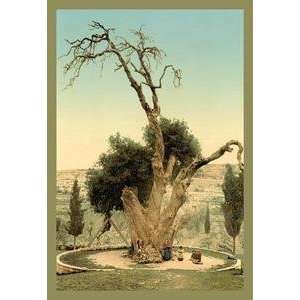  Paper poster printed on 20 x 30 stock. Abrahams Tree 