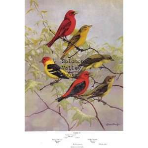  7.5 X 11 Double Sided 1955 Colour Plate, (American Birds 