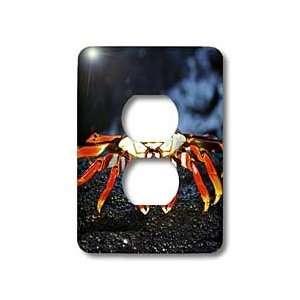Kike Calvo Galapagos   Sally Lightfoot Crab,Grapsus grapsus,Santiago 