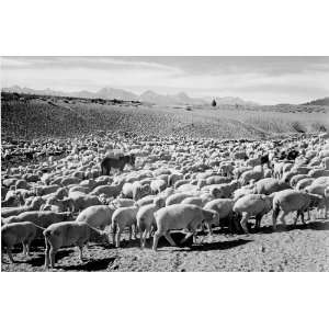  Flock in Owens Valley   Ansel Adams   1941