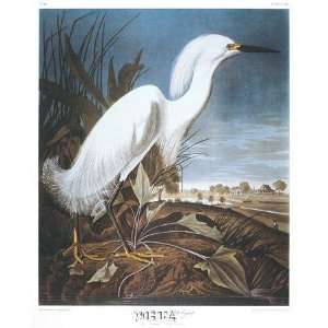  Snowy Heron Or White Egret By John James Audubon Highest 