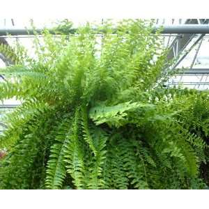  Joyces Fern Patio, Lawn & Garden