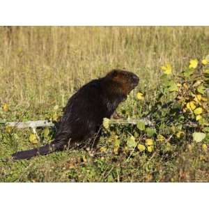  Captive Beaver (Castor Canadensis) Standing by a Downed 