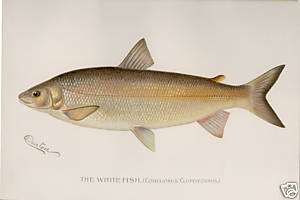 1896 1st Ed. Denton Antique Fish Print ~ The White Fish ~  