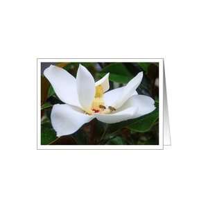  Magnolia Grandiflora with Honey Bees    Blank Card Health 