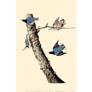  White Breasted Nuthatch Poster