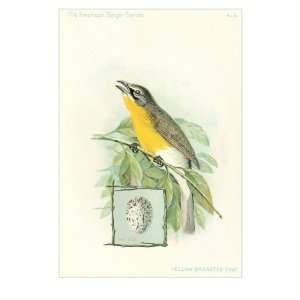 Yellow Breasted Chat Premium Poster Print, 12x18