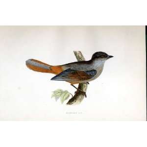  Siberian Jay Bree H/C 1875 Old Prints Birds Europe