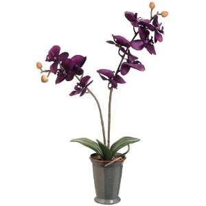  22 Phalaenopsis Orchid Plant in Ceramic Pot Purple (Pack 